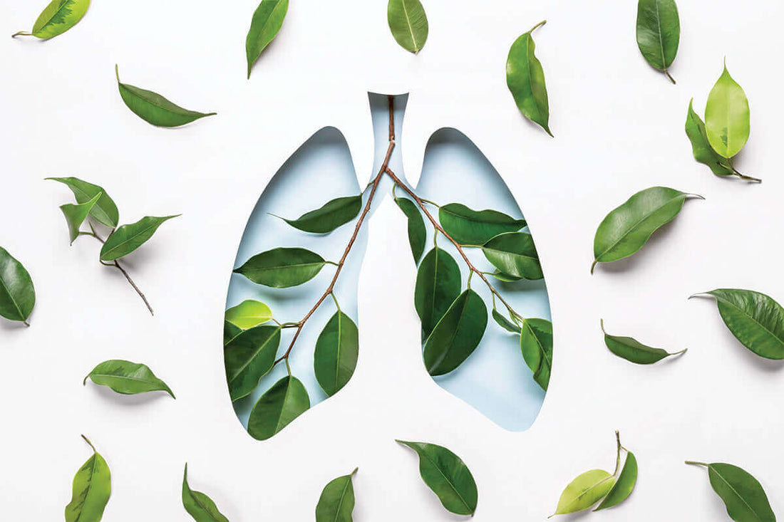 Breathe Easy: The Importance of Clean Indoor Air Quality